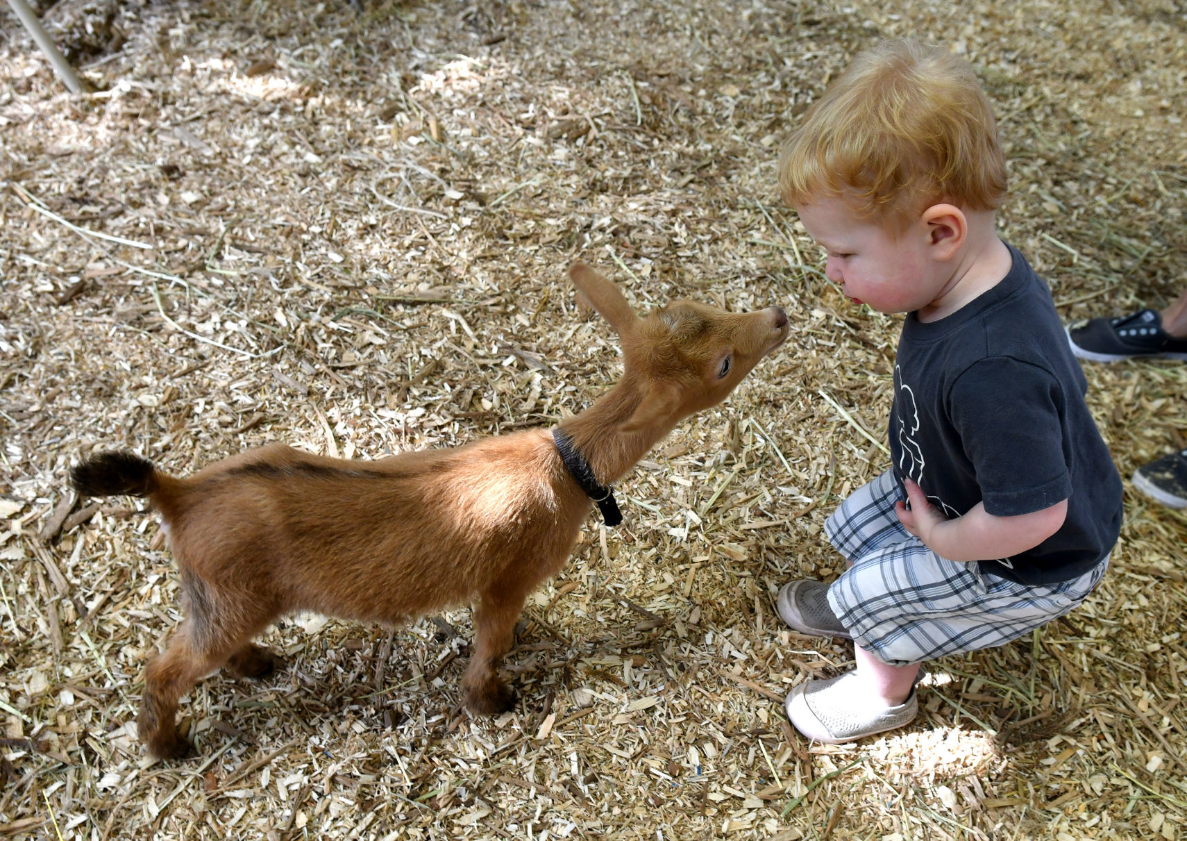 Day 5 of the Mississippi Valley Fair